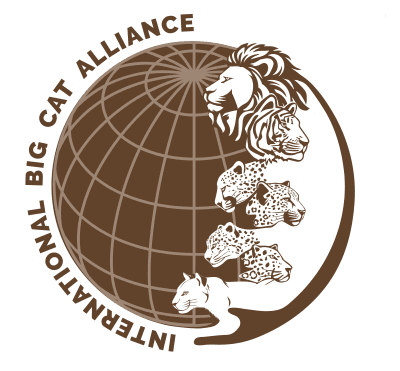 International Big Cat Alliance
